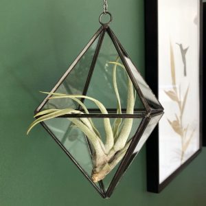 Black Hanging Terrarium