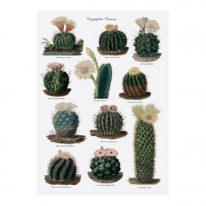 cacti Tea Towel
