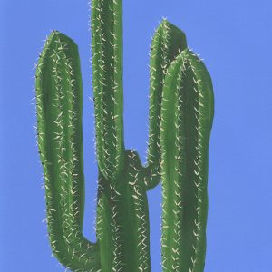 Cactus on Blue greetings card