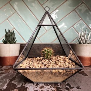 Large black terrarium